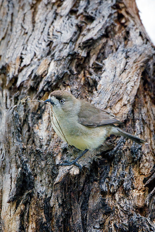 南部白脸(Aphelocephala leucopsis)正在筑巢